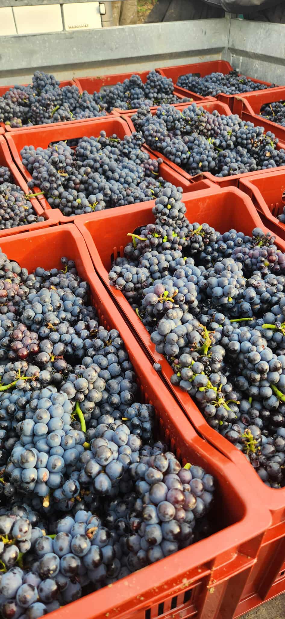 Pinot noir 2025